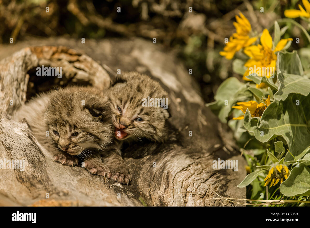 Two baby bobcats in a hollow log with Mules Ear wildflowers near Bozeman, Montana, USA.  Note: These animals are captive animals Stock Photo