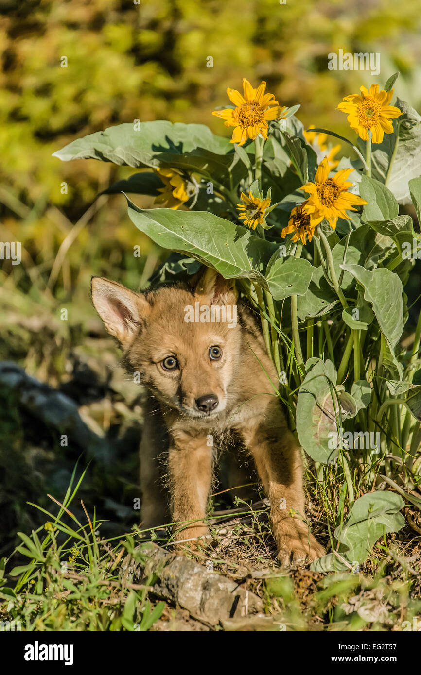 Baby wolf pup with Arrow-leaf Balsamroot wildflowers near Bozeman, Montana, USA. Stock Photo