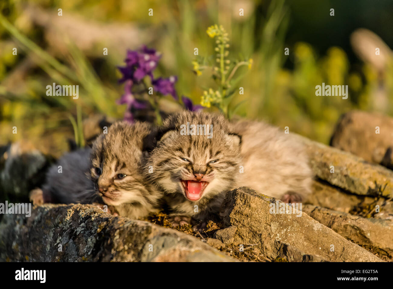 Young bobcat kittens with one calling for its mother, in springtime, near Bozeman, Montana, USA. Stock Photo