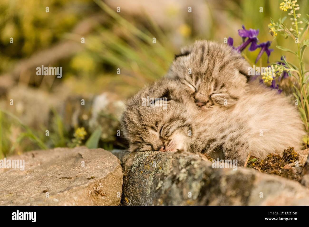 Two young bobcat kittens snoozing on a rocky ledge in springtime, near Bozeman, Montana, USA. Stock Photo