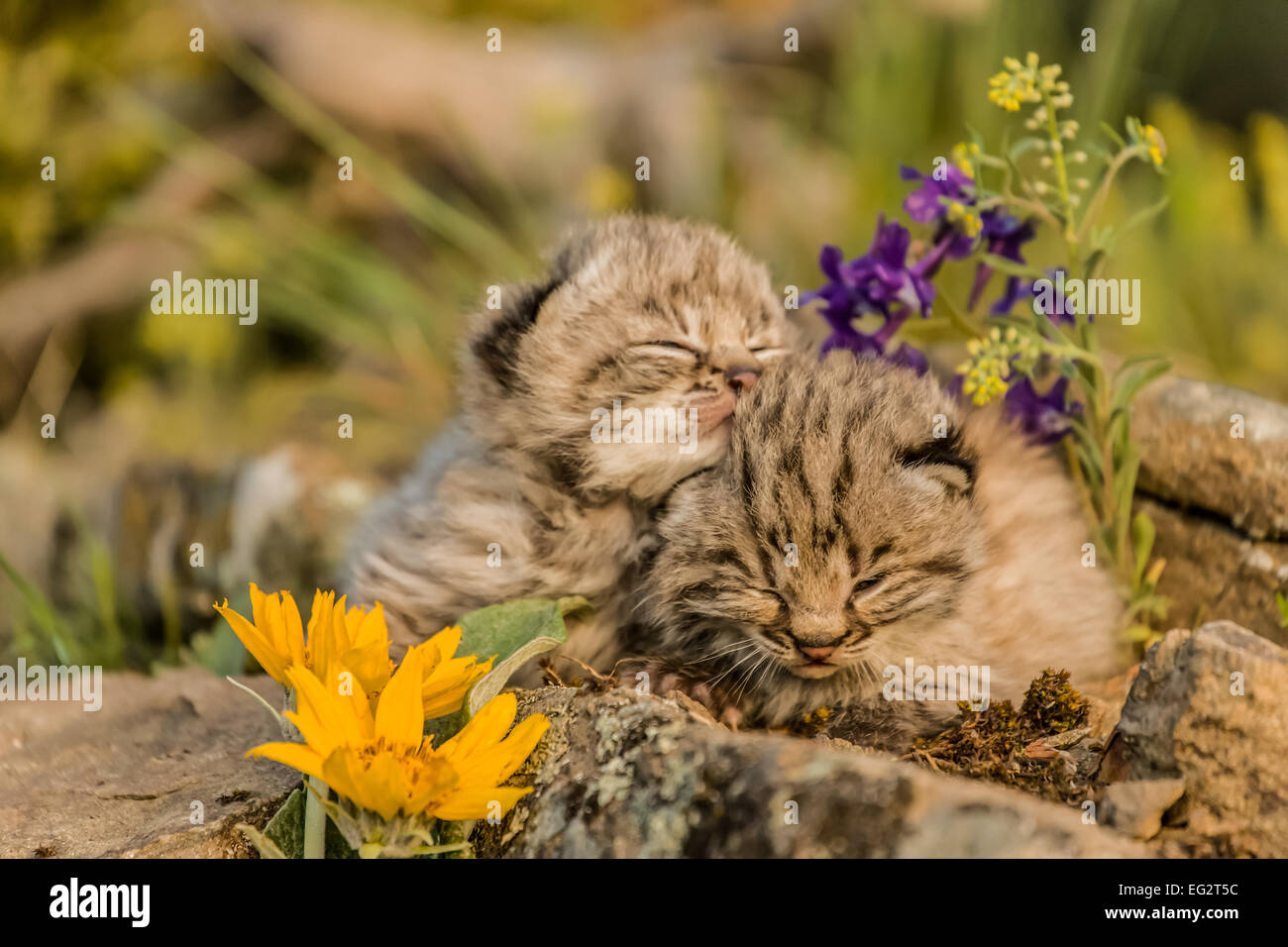 Two young bobcat kittens snoozing on a rocky ledge in springtime, near Bozeman, Montana, USA. Stock Photo