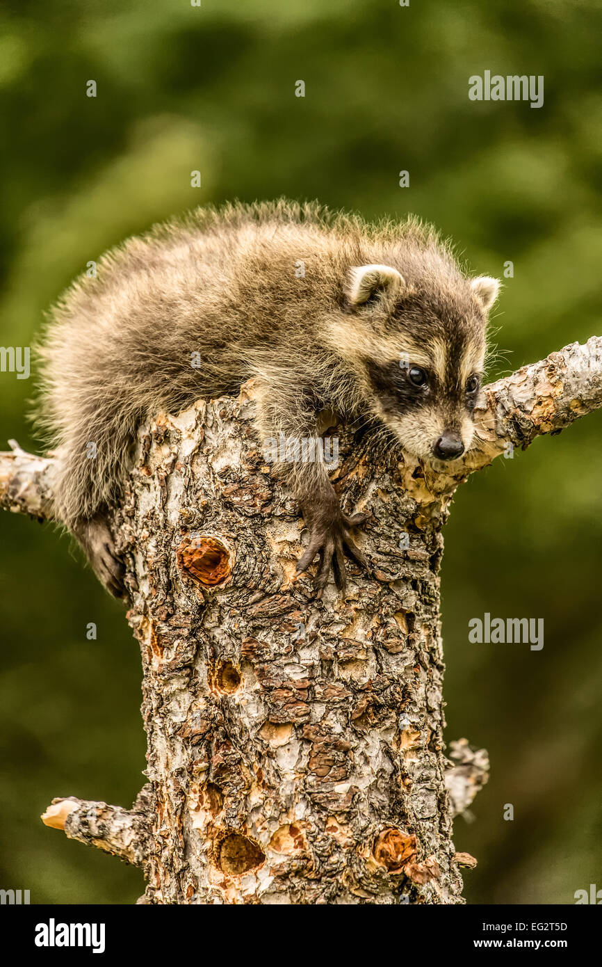 Baby raccoon climbing on a dead tree in a forest near Bozeman, Montana, USA. Stock Photo