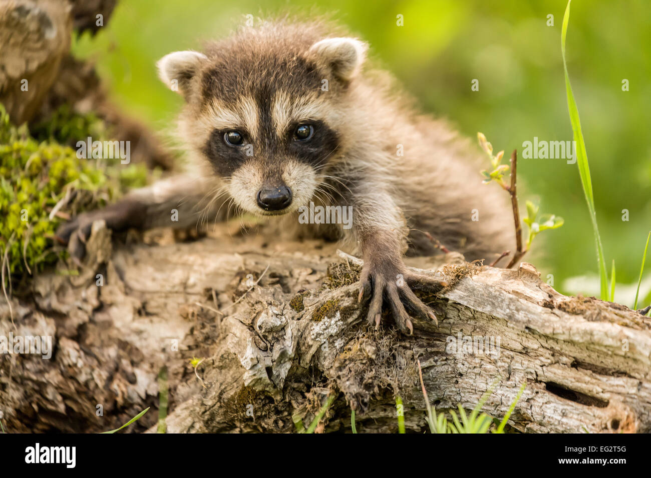 Baby raccoon climbing on a dead tree with lichens in a forest near Bozeman, Montana, USA. Stock Photo