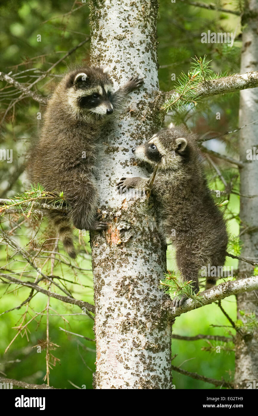 Two baby Common Raccoons (Procyon lotor) climbing a tree near Bozeman, Montana, USA. Stock Photo