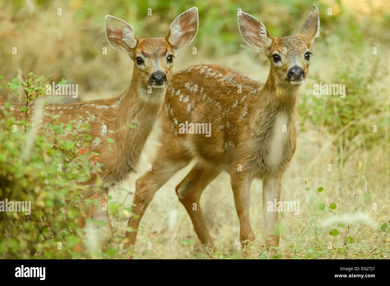 Two Mule Deer fawns curiously looking out from behind a bush on San Juan Island, Washington, USA Stock Photo