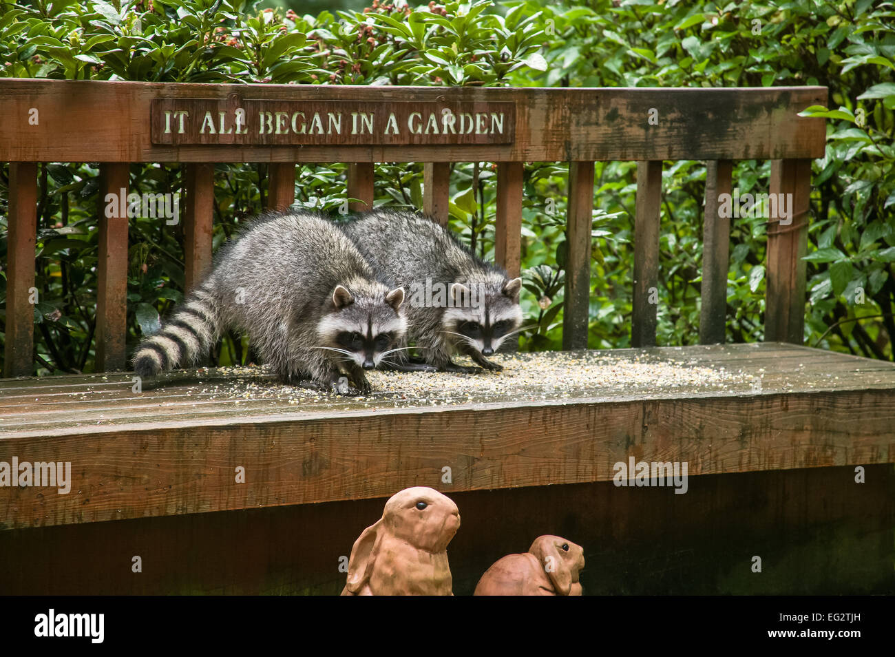 Raccoons eating hires stock photography and images Alamy