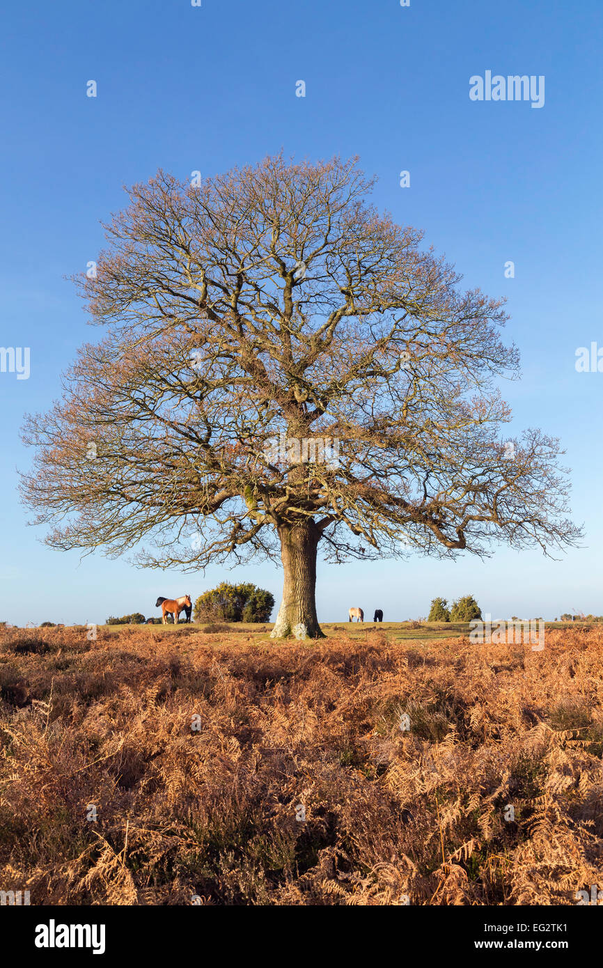 A large mature oak tree stands against a clear blue sky in the New Forest in winter. Stock Photo