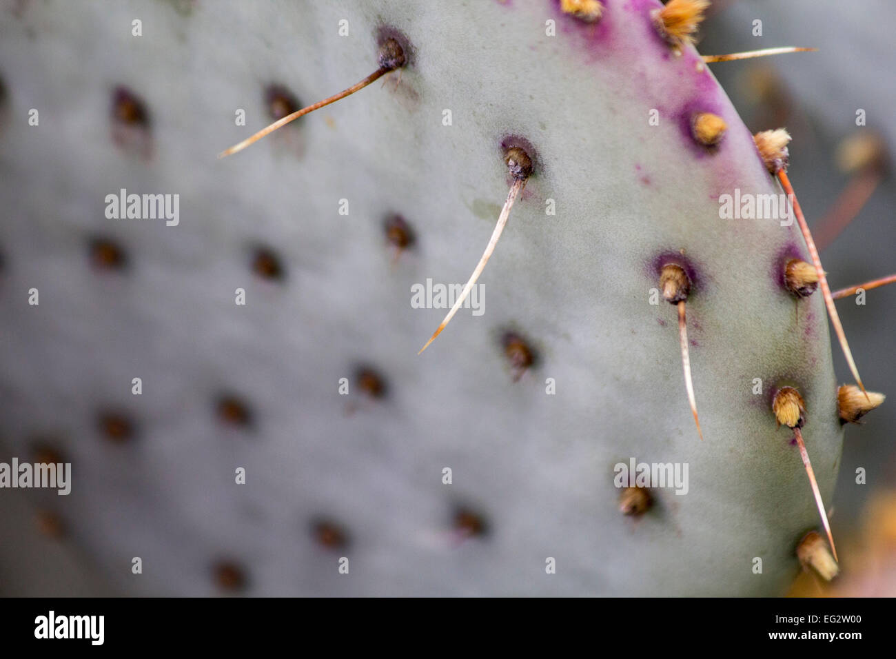 Close up of Cactus spines. Stock Photo