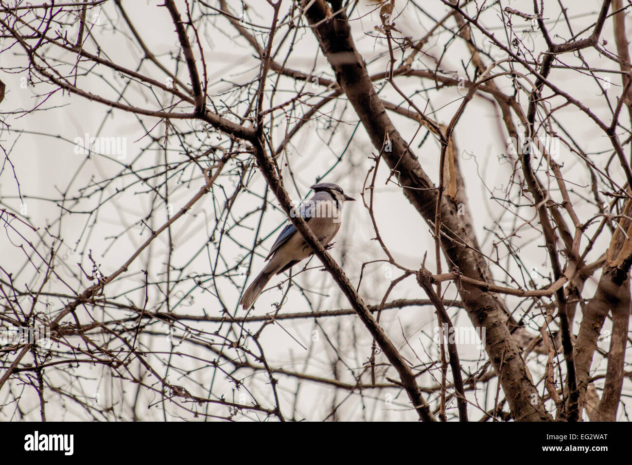 Bluejay up in a tree on a winter day in Austin. Stock Photo