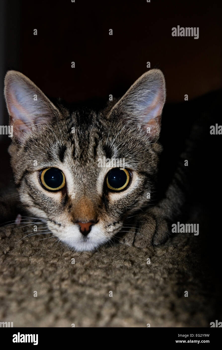 Tabby kitten with big dilated eyes ready to pounce Stock Photo Alamy