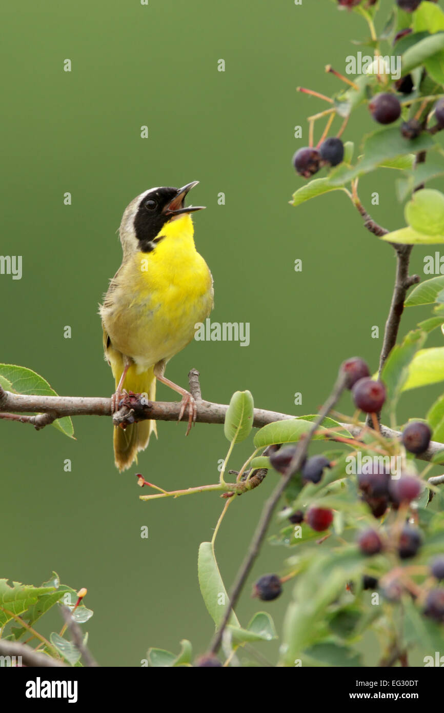 Common Yellowthroat singing perched in Serviceberry - vertical Bird Ornithology Science Nature Wildlife Environment Stock Photo