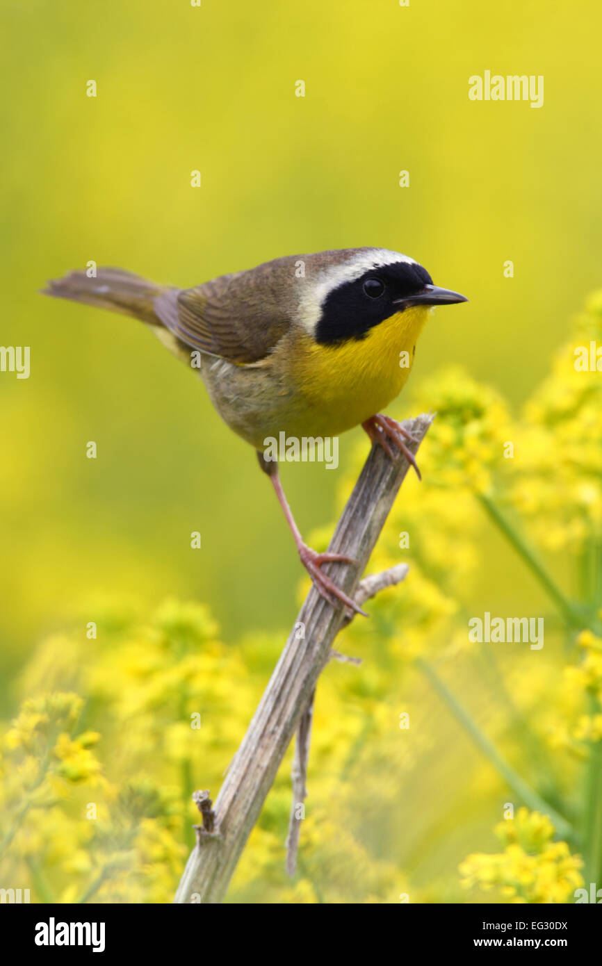 Common Yellowthroat perching in yellow blossoms - vertical Bird Ornithology Science Nature Wildlife Environment Stock Photo