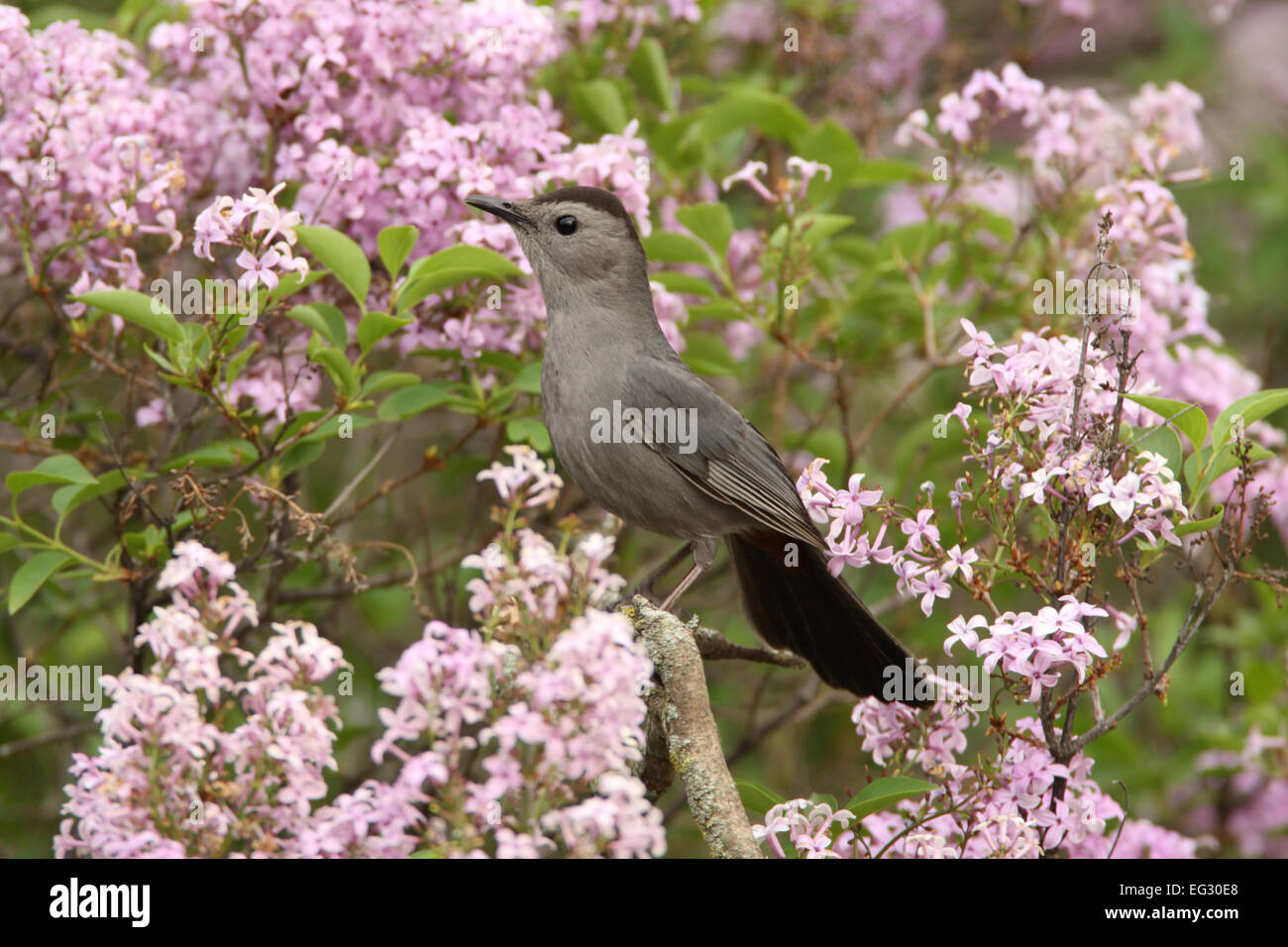 Gray Catbird perching in lilac bush blossoms Bird Ornithology Science Nature Wildlife Environment Stock Photo