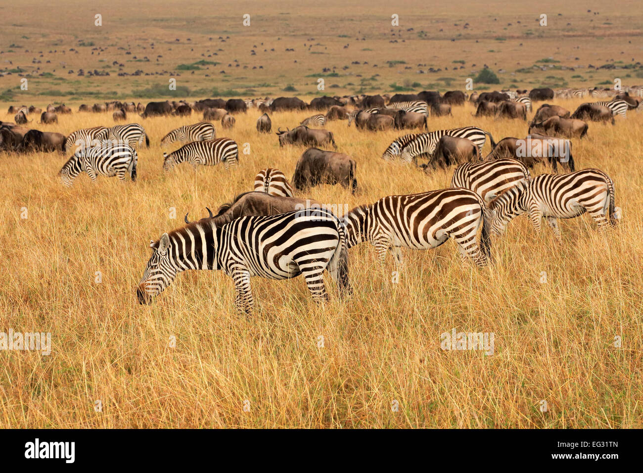 Plains zebras and blue wildebeest grazing in grassland, Masai Mara