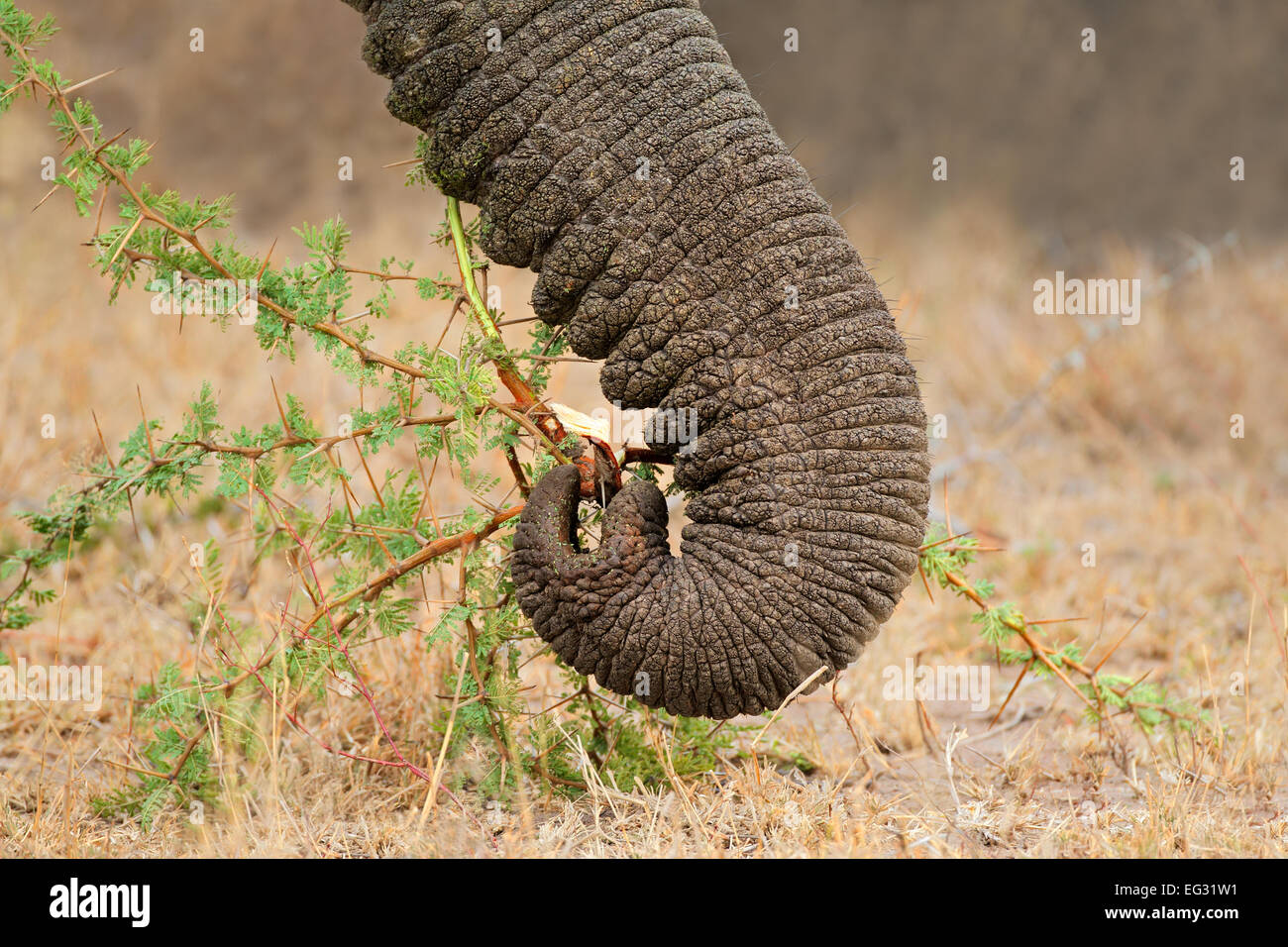 Close-up of the trunk of a feeding African elephant (Loxodonta africana), South Africa Stock Photo