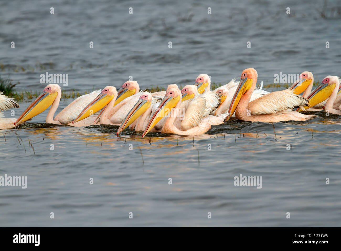 Great white pelicans (Pelecanus onocrotalus) swimming, Lake Nakuru National Park, Kenya Stock Photo