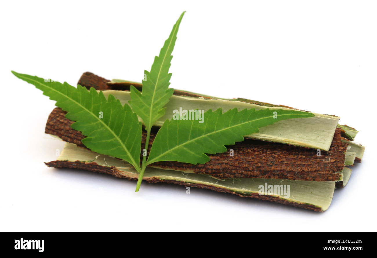 Neem tree bark Cut Out Stock Images & Pictures Alamy