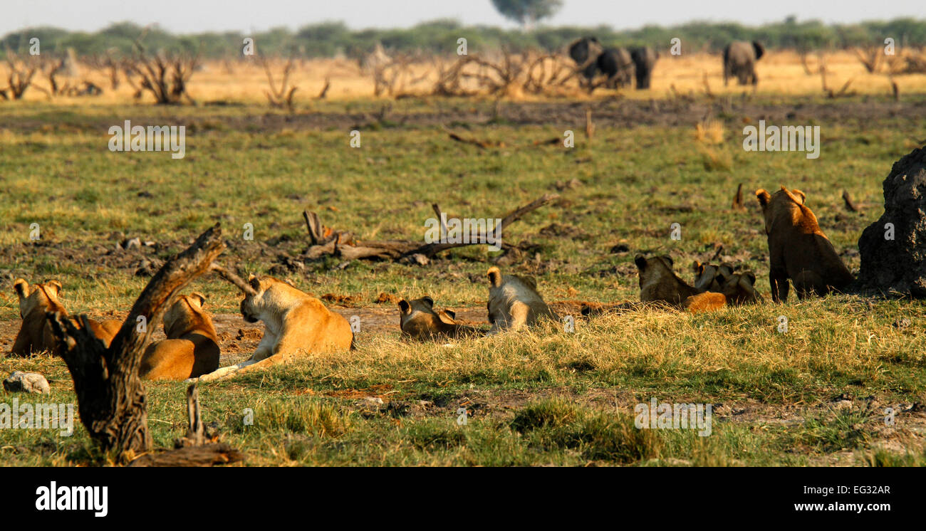 Pride of eleven African lions with cubs rest in partial shade whilst watching over the open plains for their next meal Stock Photo
