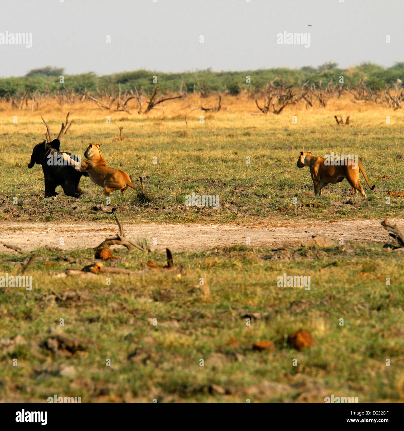 African lion jumping on the back of a tiny baby elephant during an attack both in hunting mode needing to feed their family Stock Photo