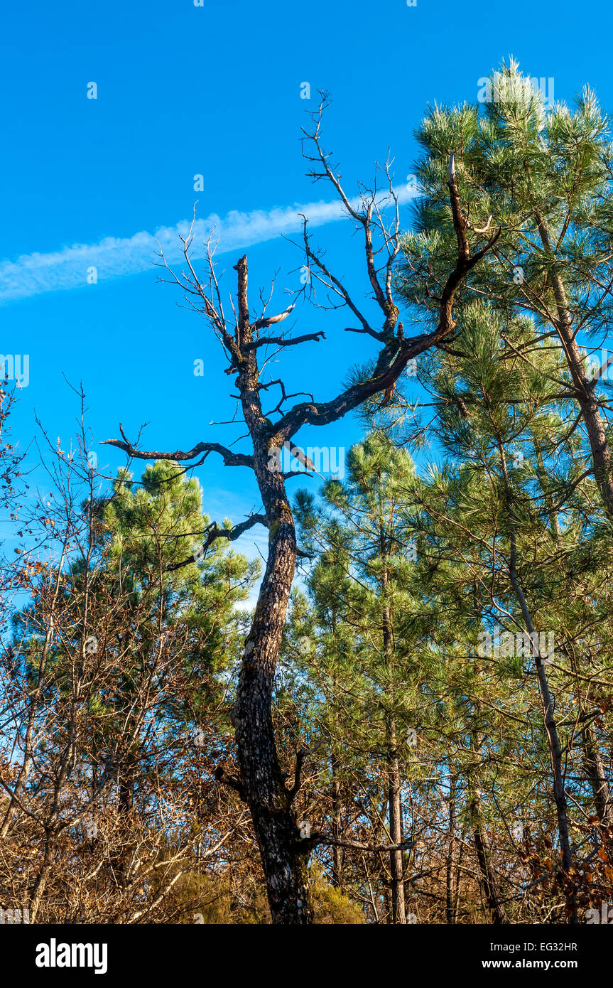 Dying Oak tree (Quercus) in mixed woodland France Stock Photo Alamy