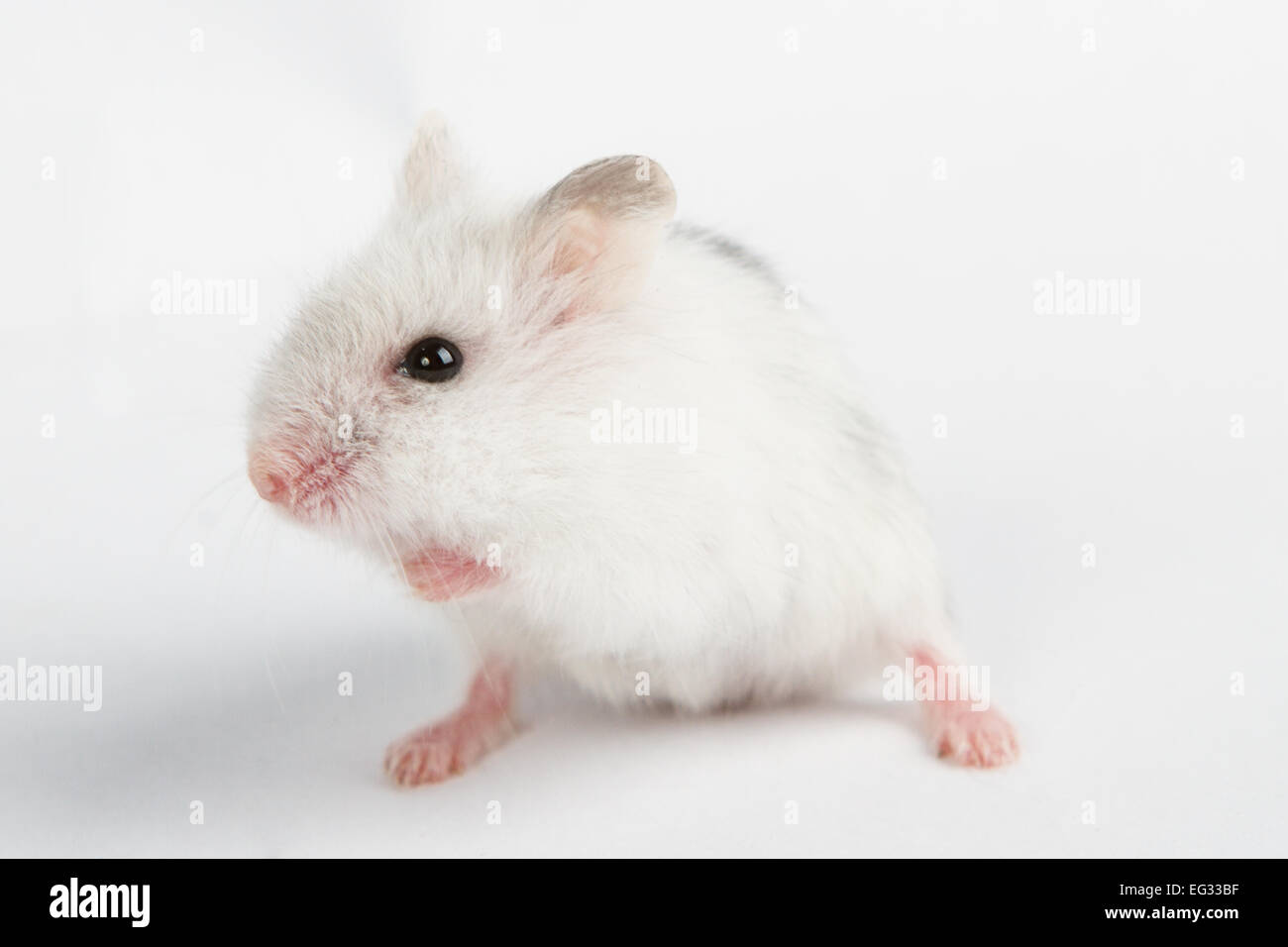 Djungarian Hamster (Phodopus sungorus) baby isolated on white Stock Photo