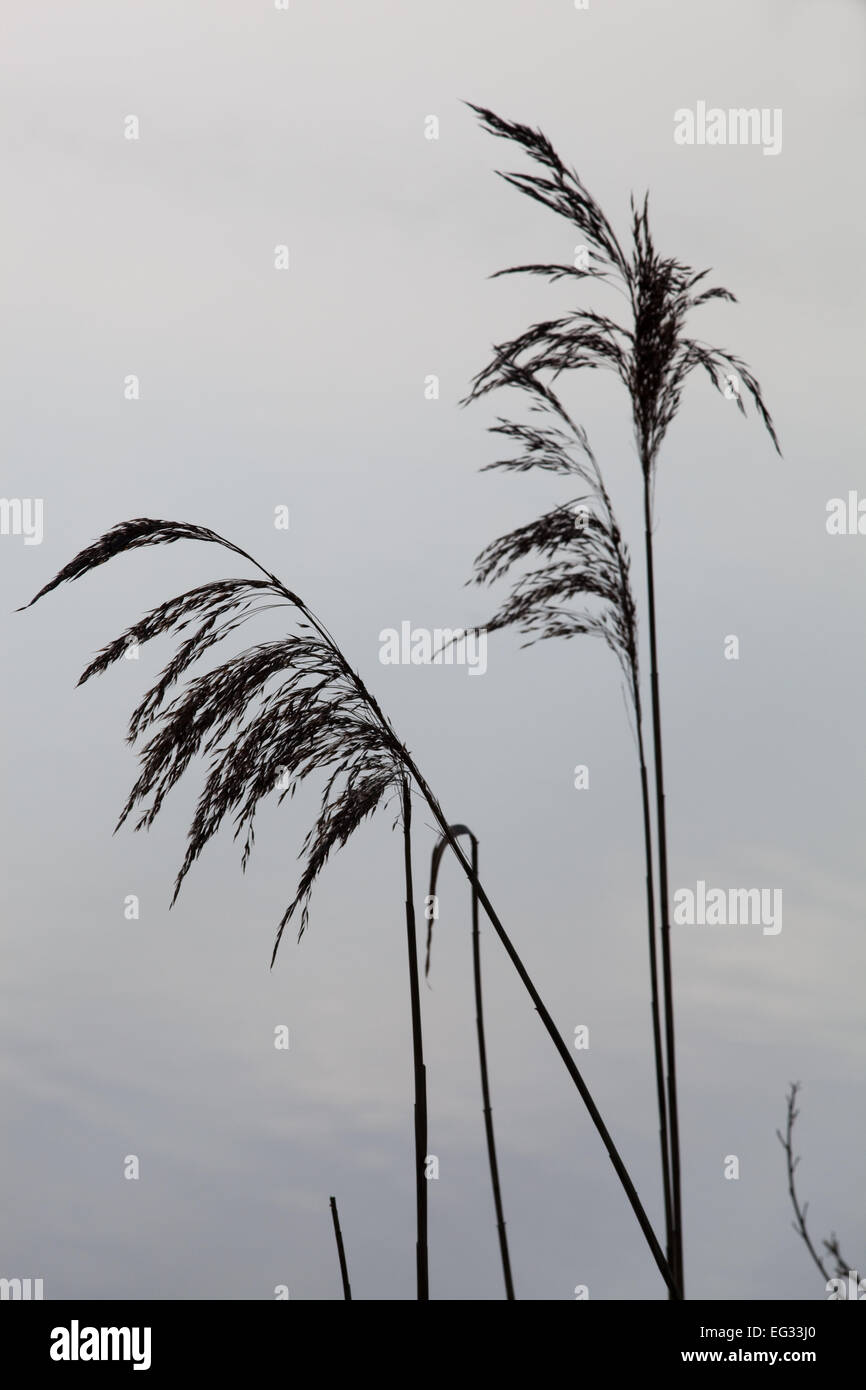 Norfolk Reed (Phragmites australis). Seed heads or panicles Stock Photo