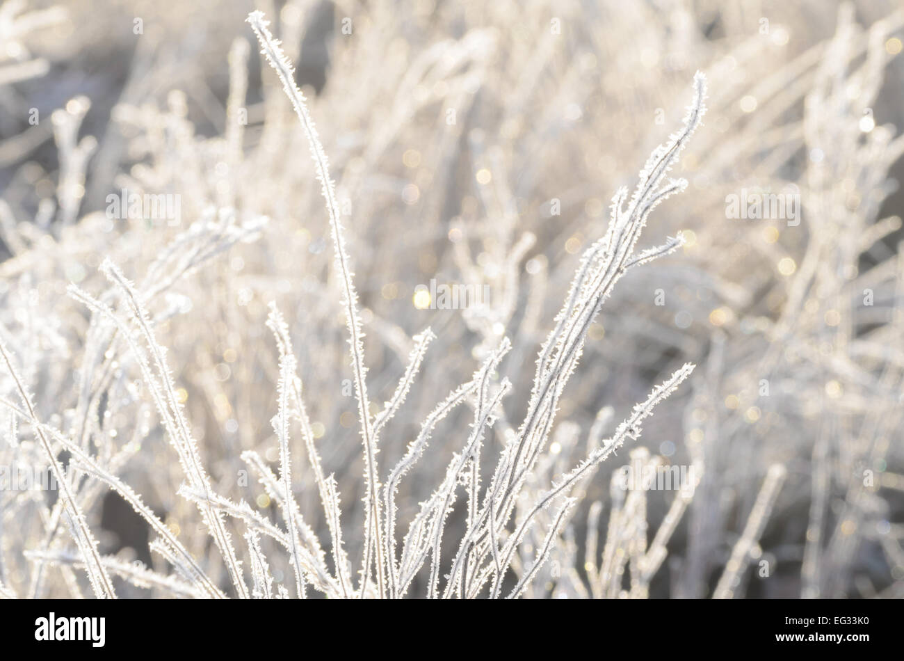 closeup of frost on  grass on sunny winter morning Stock Photo