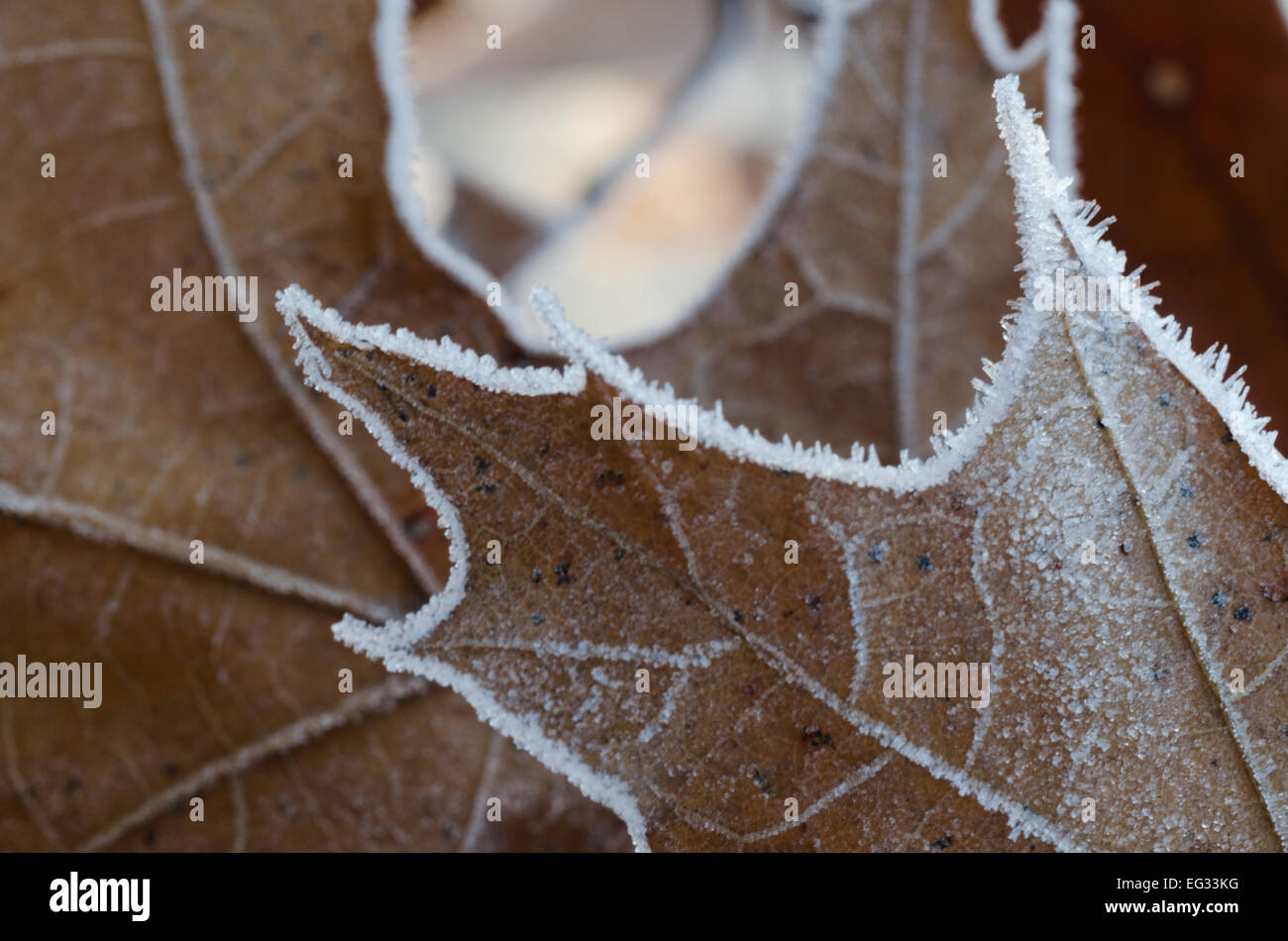 Hoar frost on oak leaf hi-res stock photography and images - Alamy