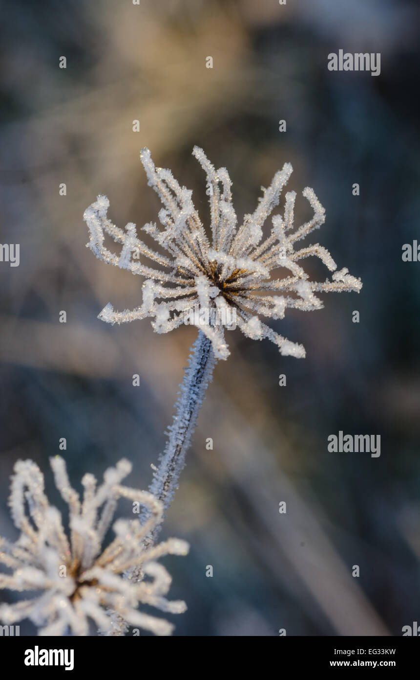 closeup of frost on  plant on sunny winter morning Stock Photo