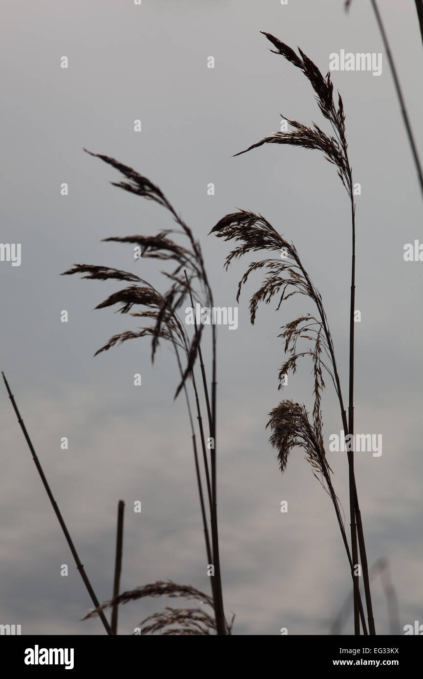 Reed seed head hires stock photography and images Alamy
