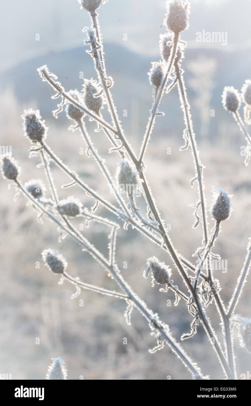 closeup of frost on  plant on sunny winter morning Stock Photo