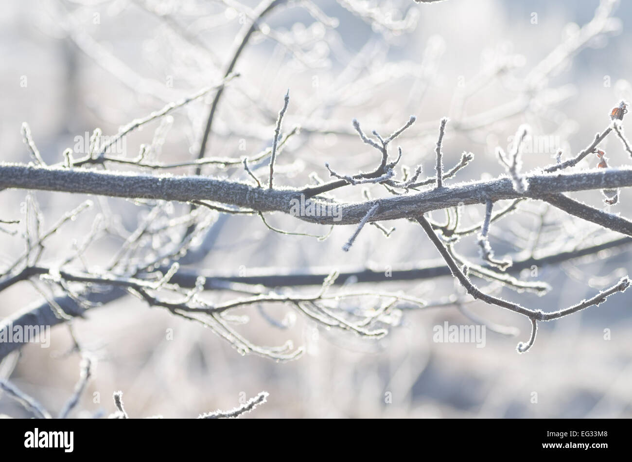 closeup of frost on  tree branch on sunny winter morning Stock Photo