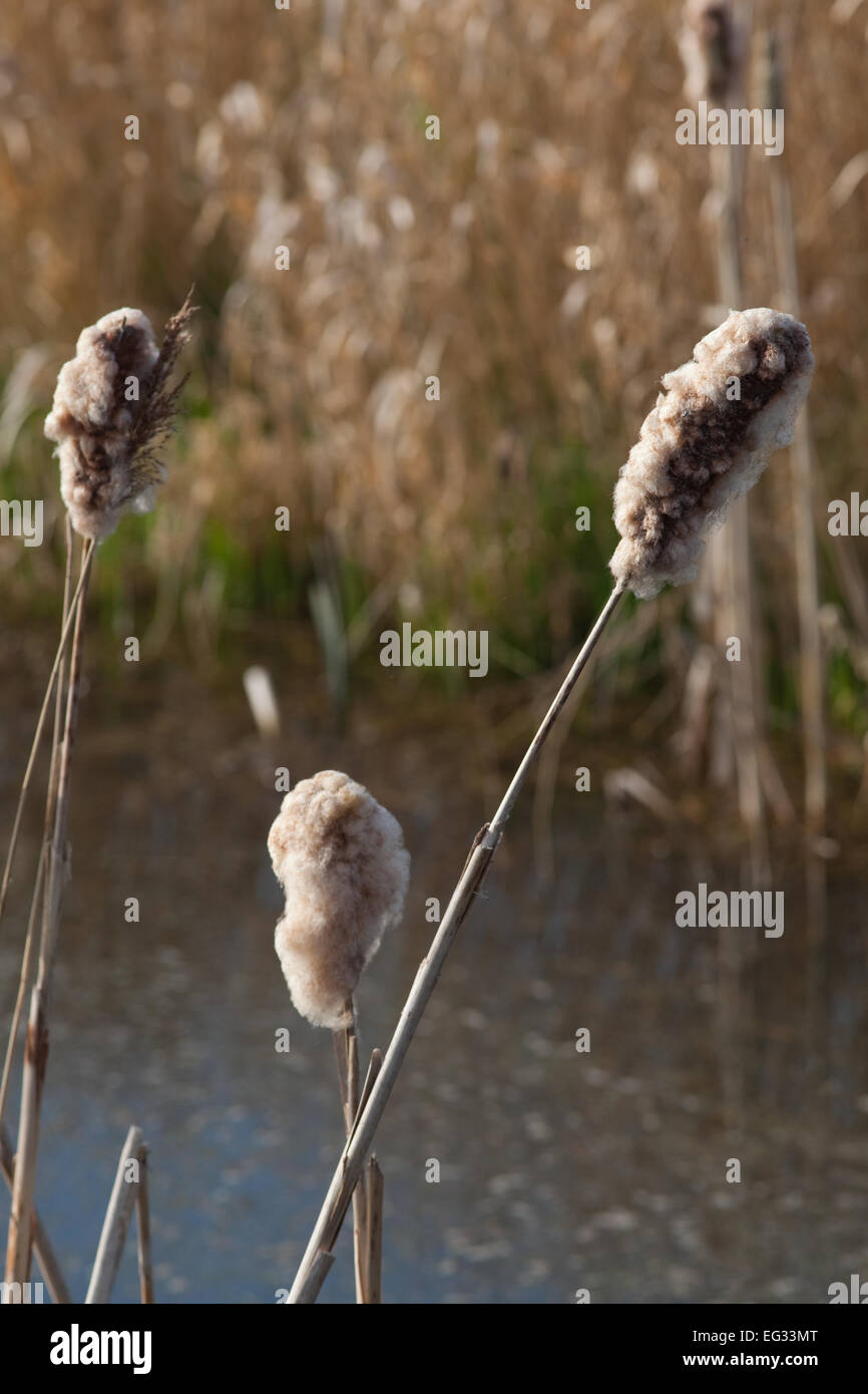 Seed Heads or Panicles of Reed Mace or Bulrush (Typha latifolia). Winter. Stock Photo