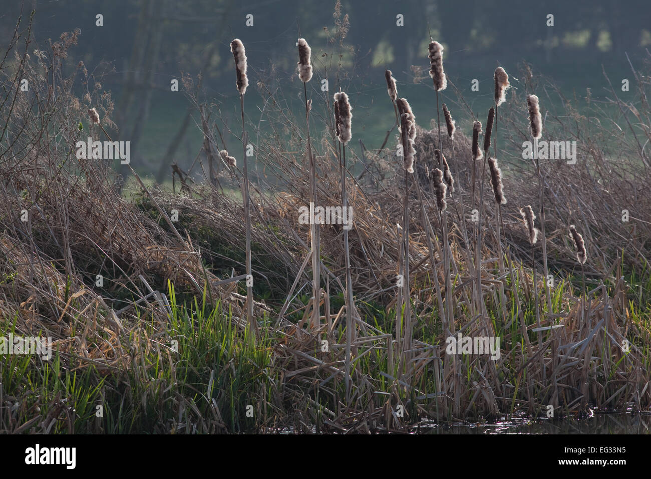 Seed Heads or Panicles of Reed Mace or Bulrush (Typha latifolia). Winter. Stock Photo