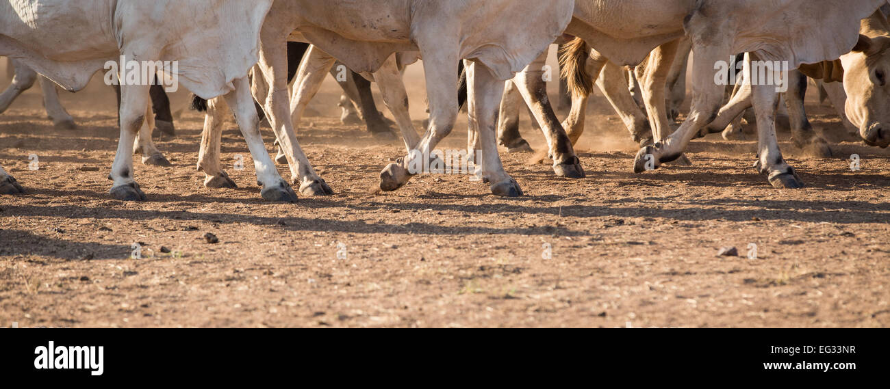 Cattle running on a farm Stock Photo
