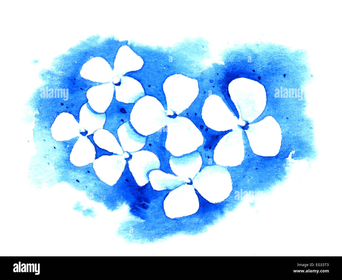 White flowers on a blue background. Watercolor illustration Stock Photo ...