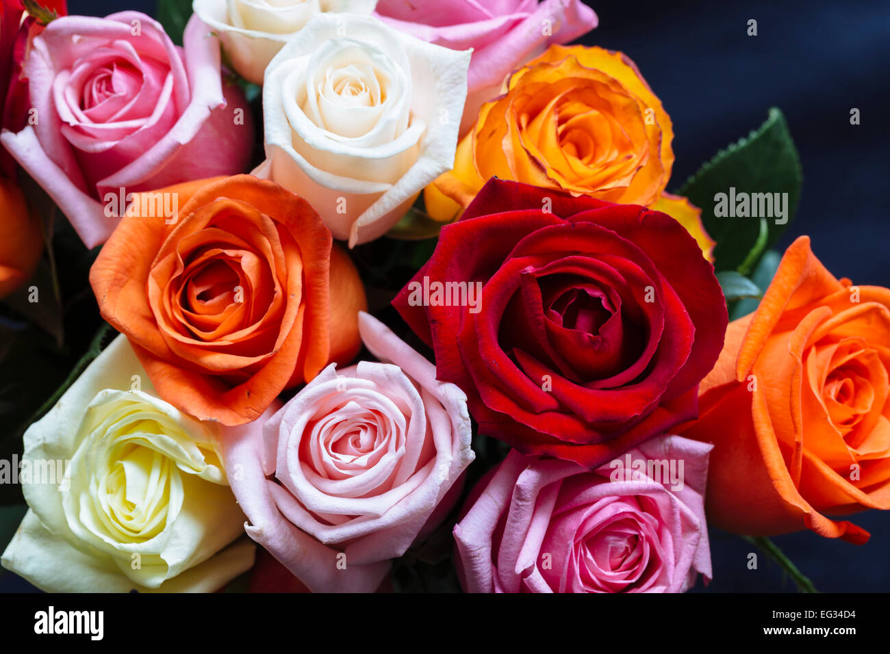 Colourful roses hi-res stock photography and images - Alamy