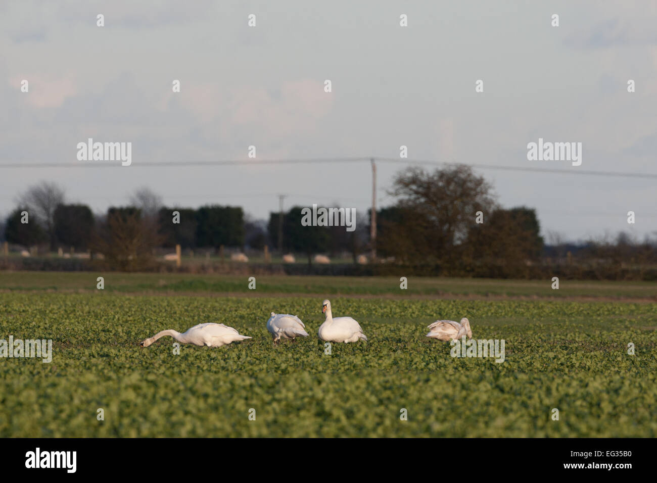 Mute swans Stock Photo