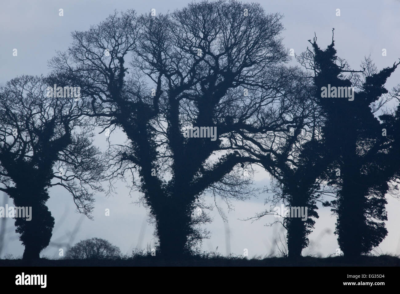 Common, English or Pedunculate Oak Trees (Quercus robur). Winter silhouettes. Ivy (Hedera helix),  covered trunks. Stock Photo