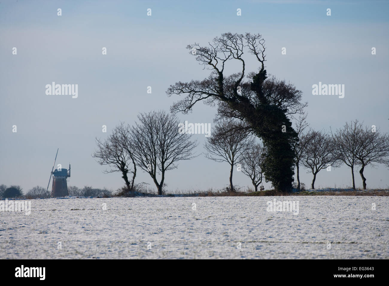 Winter weather scene. Snowfall across arable farm field. Oak tree (Quercus robur),  clad in Ivy (Hedera helix), and restored win Stock Photo