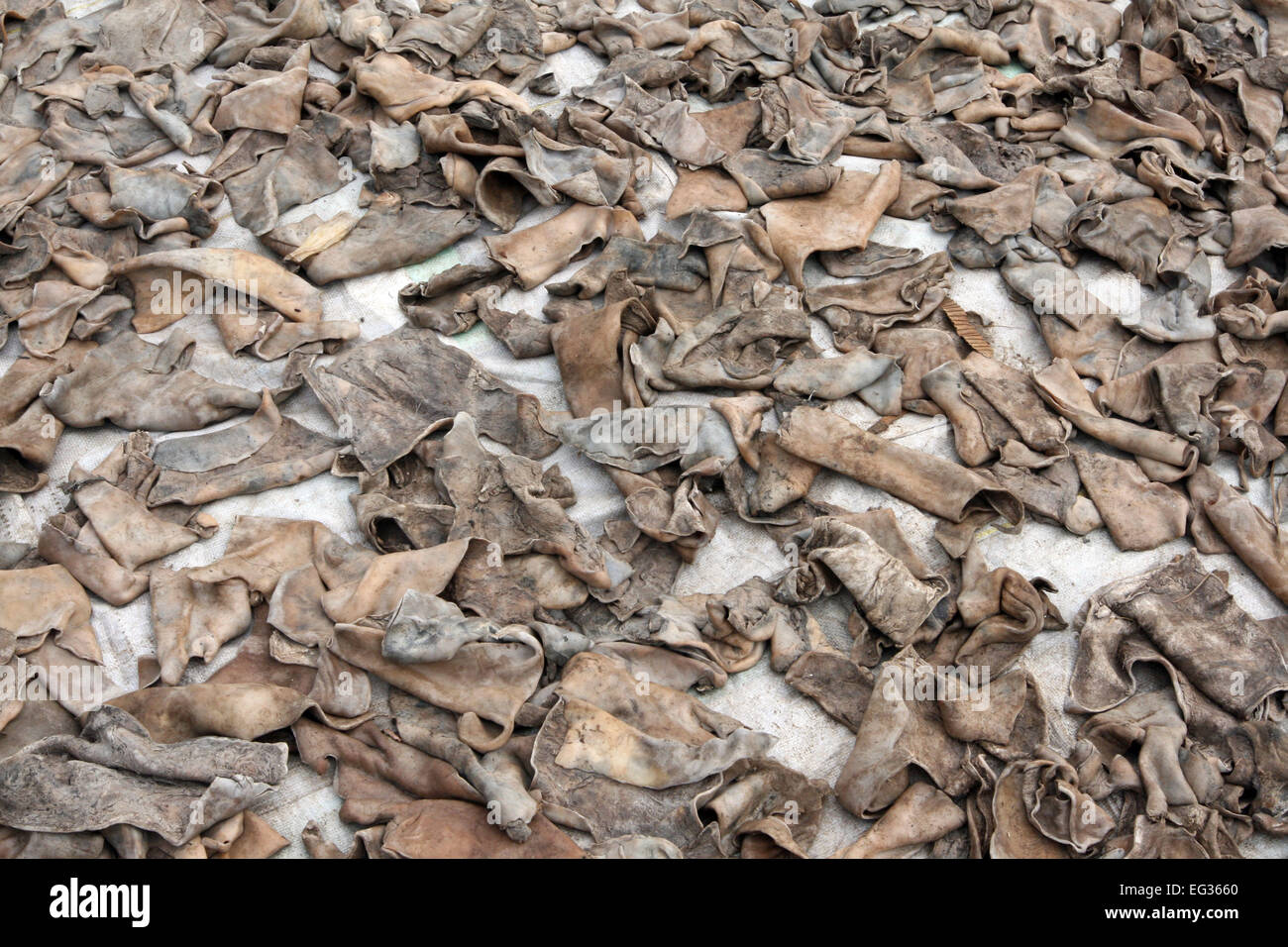 Dhaka 14 December 2014. Cow leather in a leather factory at Hazaribagh, in Dhaka. Stock Photo