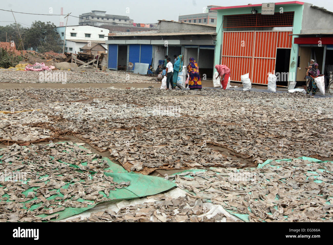 Drying leather under sun. The processed leather will be used to make wallets and shoes, in Dhaka