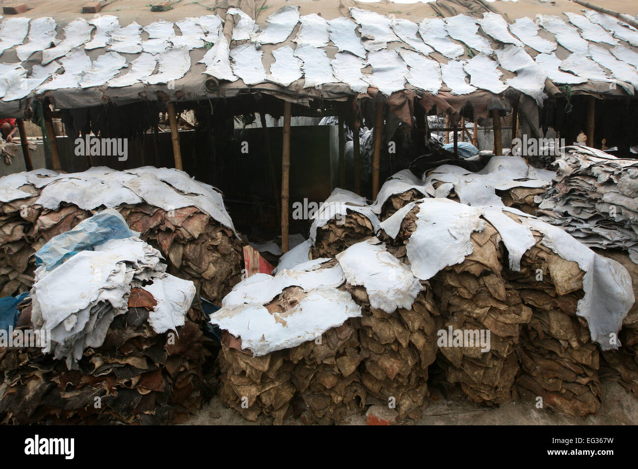Drying leather under sun. The processed leather will be used to make wallets and shoes, in Dhaka