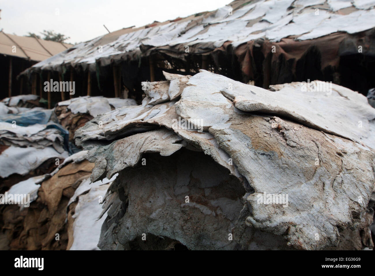 Drying leather under sun. The processed leather will be used to make wallets and shoes, in Dhaka
