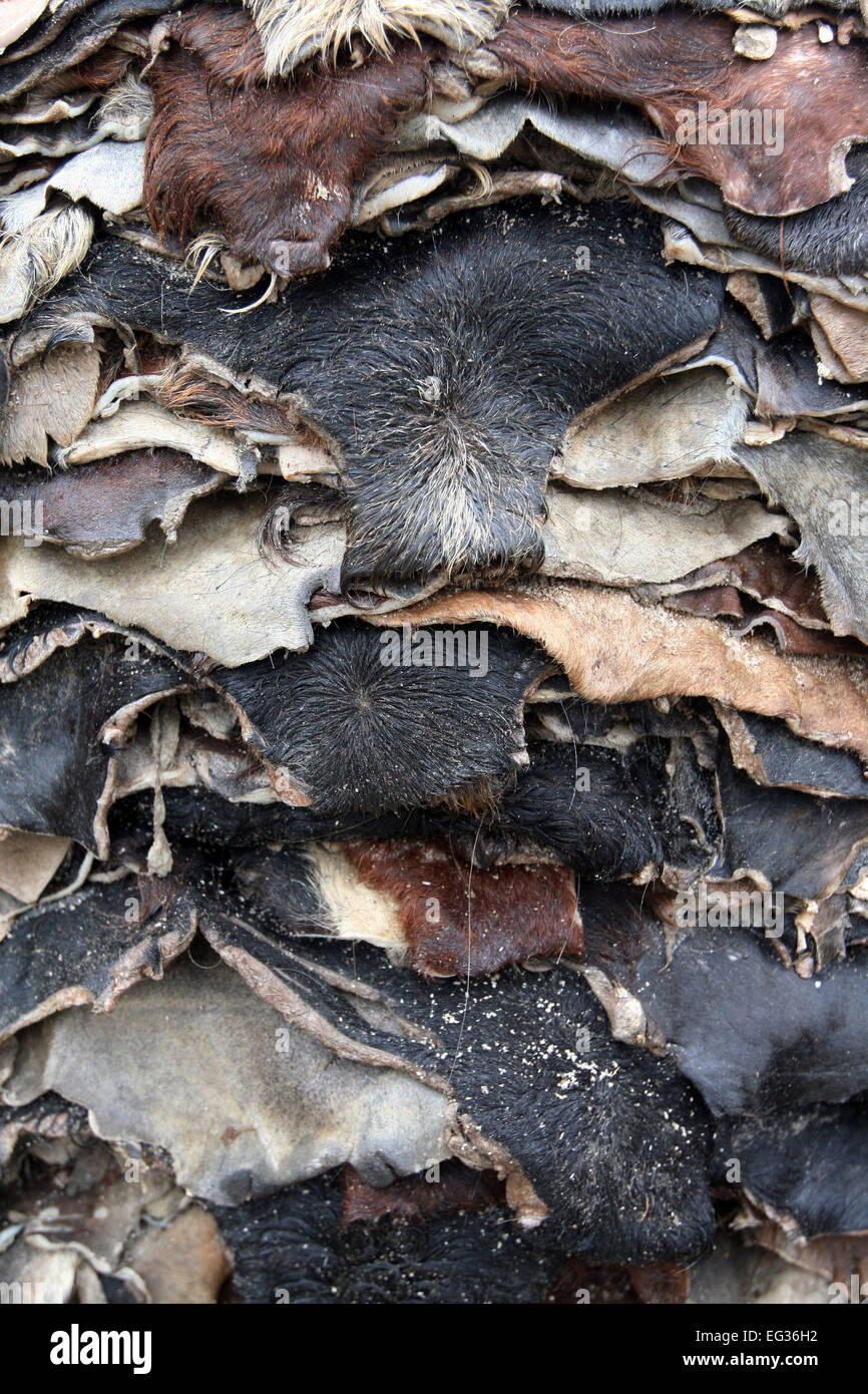 Dhaka 14 December 2014. Cow leather in a leather factory at Hazaribagh, in Dhaka. Stock Photo