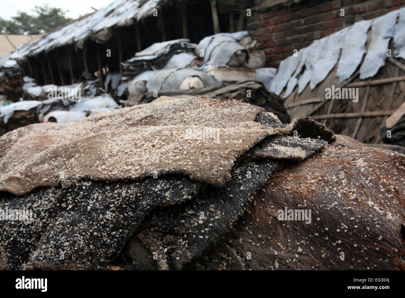 Drying leather under sun. The processed leather will be used to make wallets and shoes, in Dhaka