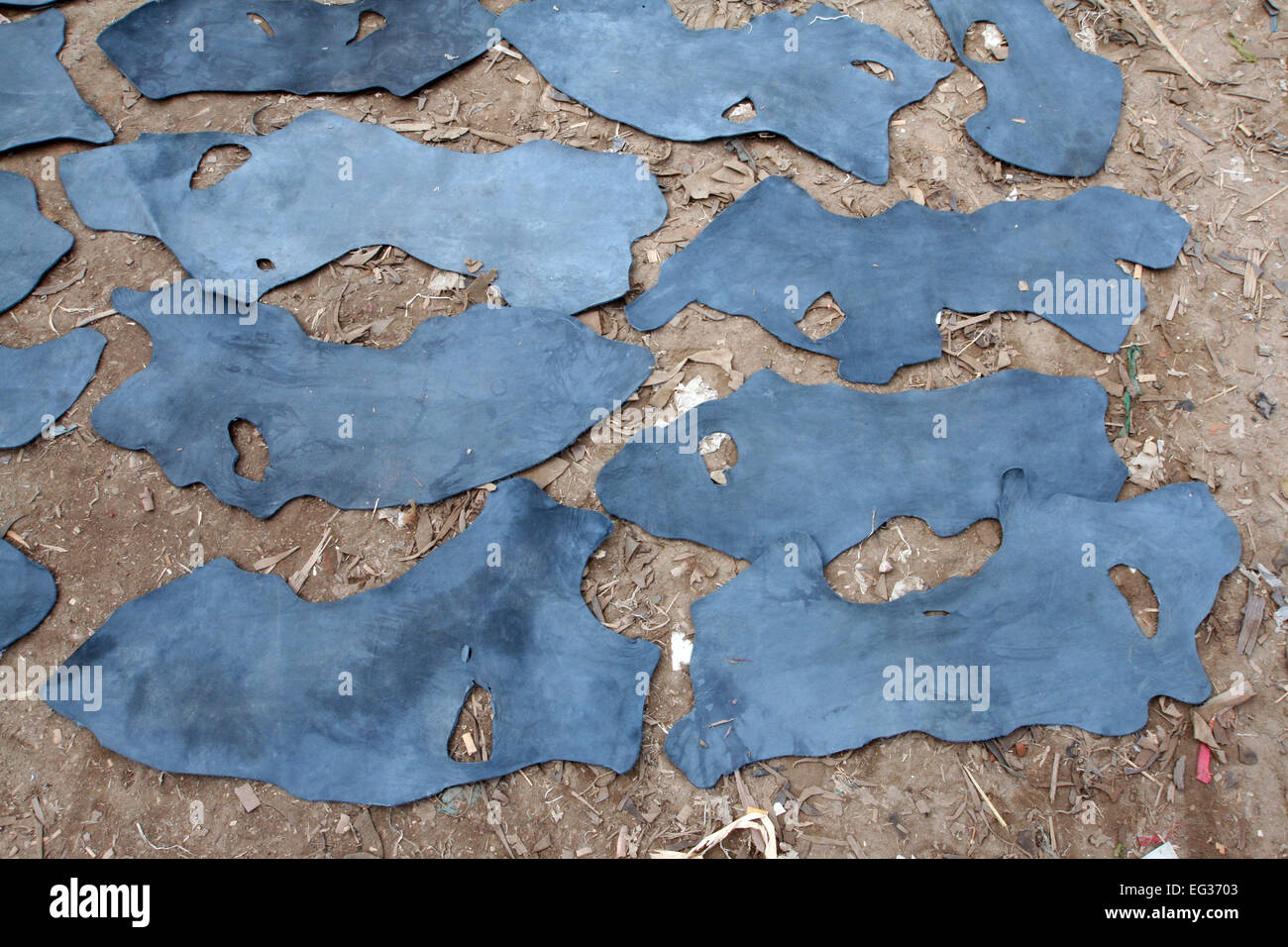 Drying leather under sun. The processed leather will be used to make wallets and shoes, in Dhaka