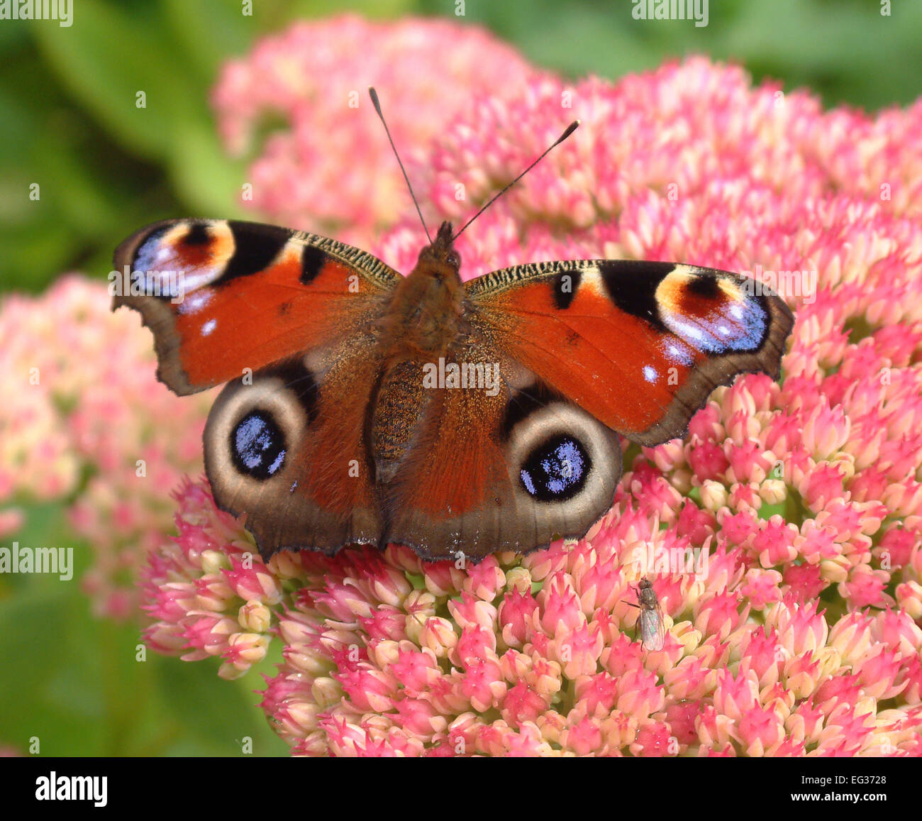 Common garden butterfly hi-res stock photography and images - Alamy