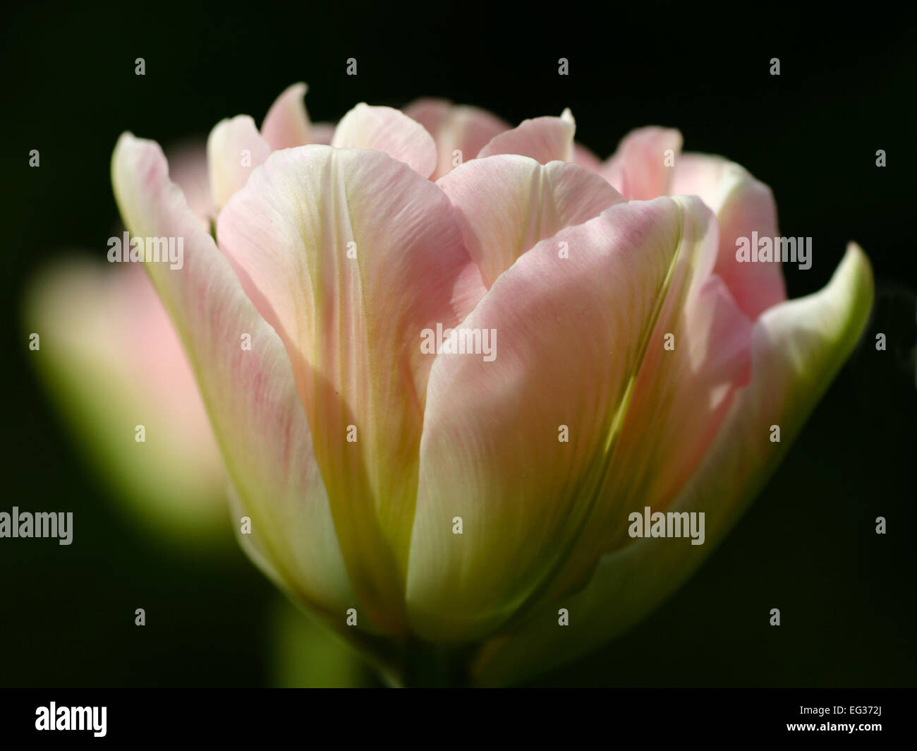 Pink Tulip flower Angelique bulb Stock Photo