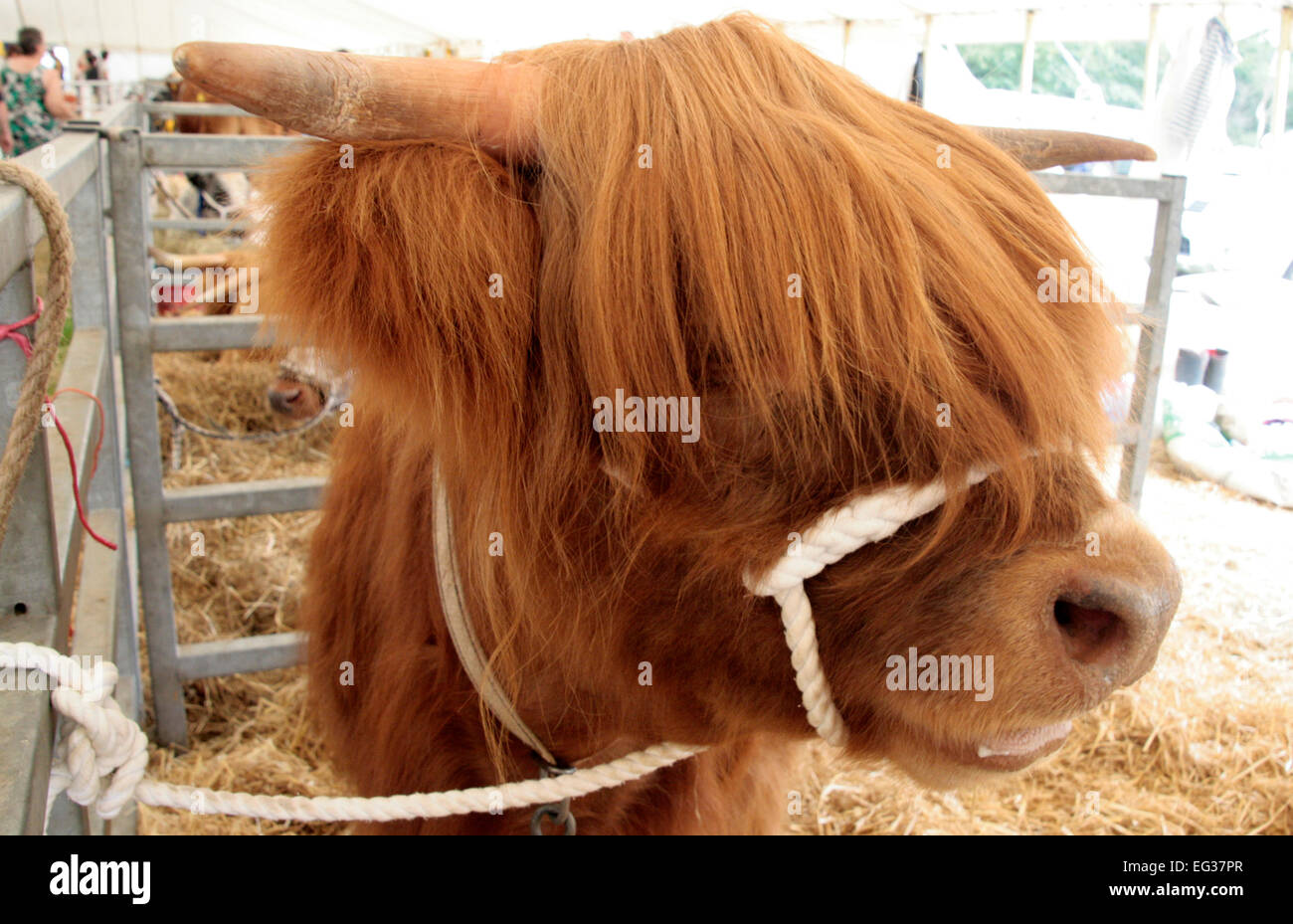 Highland cattle at the New Forest Show Stock Photo